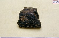 藏品(鯨肋骨化石)的圖片